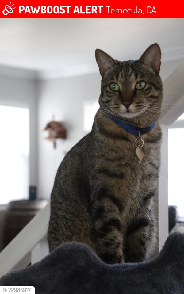Lost Male Cat last seen San Marcos & Tylman , Temecula, CA 92592