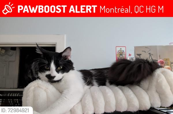Lost Male Cat last seen He left through our back balcony , Montréal, QC H1G 3M4