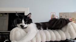 Lost Male Cat last seen He left through our back balcony , Montréal, QC H1G 3M4