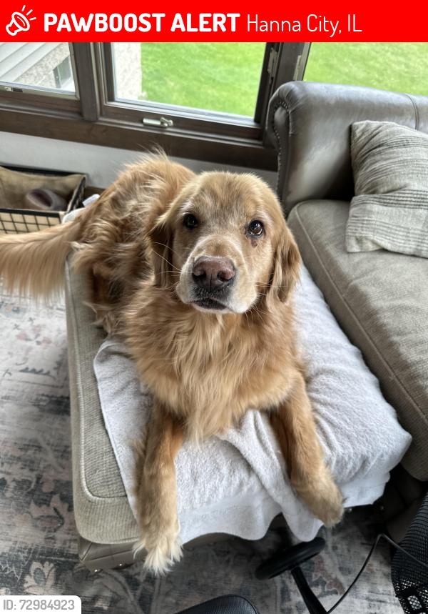 Lost Male Dog last seen IL 116 and Pekin Lane, Hanna City, IL 61536