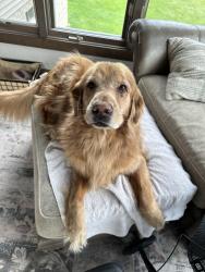 Lost Male Dog last seen IL 116 and Pekin Lane, Hanna City, IL 61536