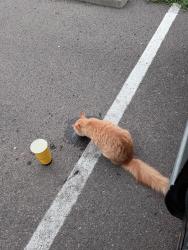 Found/Stray Unknown Cat last seen 24th Street and Frankford Ave., Lubbock, TX 79407