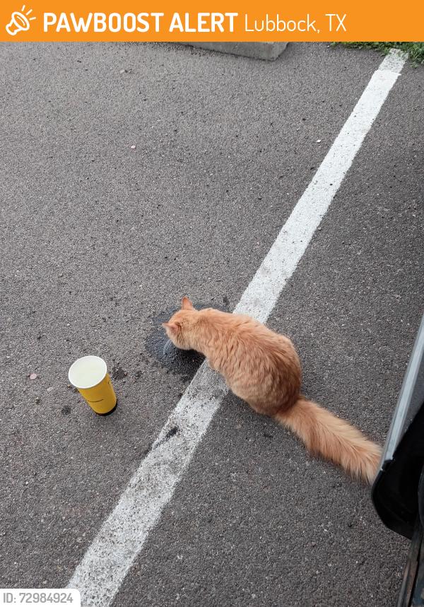 Found/Stray Unknown Cat last seen 24th Street and Frankford Ave., Lubbock, TX 79407