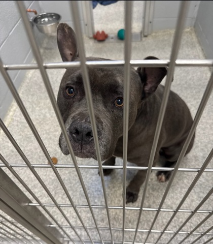 Shelter Stray Male Dog last seen Near Whitlock, 21213, MD, Baltimore, MD 21230