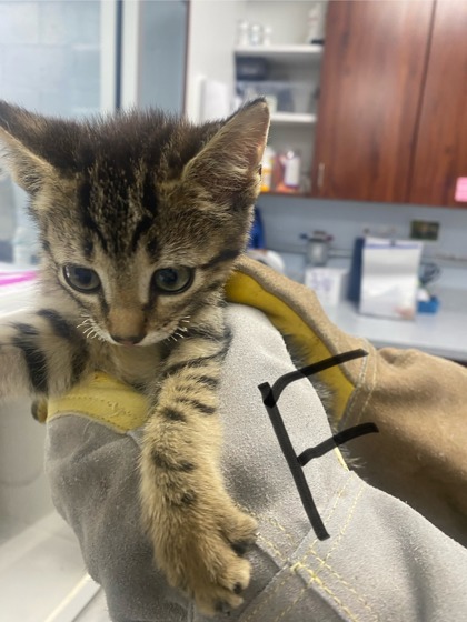Shelter Stray Female Cat last seen Near clubfeet creek, Havelock, OR, 1639 Old Airport Rd, New Bern, NC 28562, USA