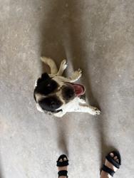 Found/Stray Male Dog last seen True Texas Plumbing, LLC, San Angelo, TX 76901