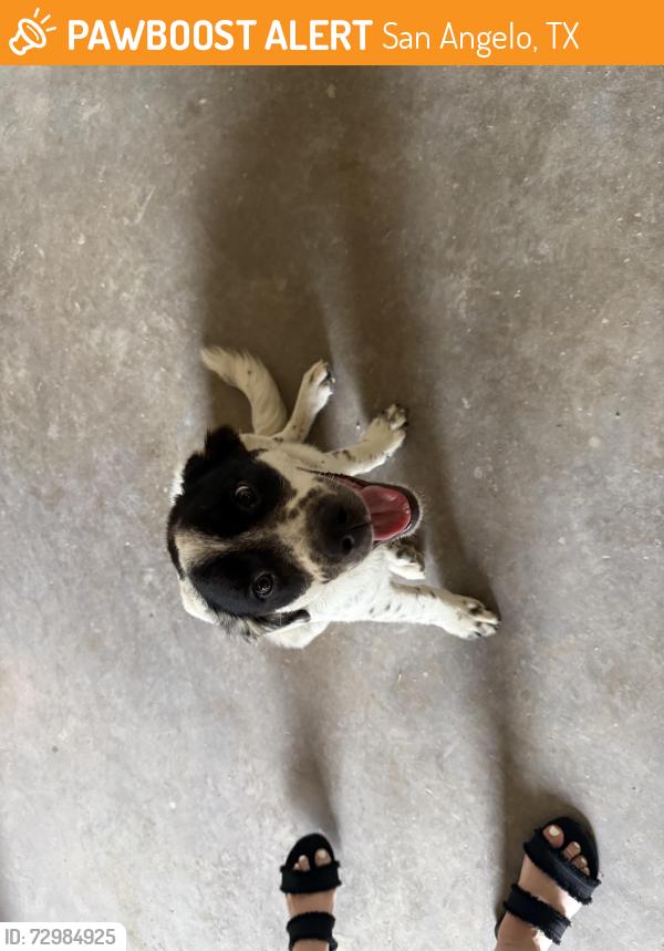 Found/Stray Male Dog last seen True Texas Plumbing, LLC , San Angelo, TX 76901