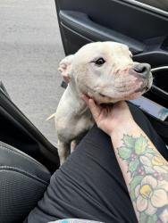 Reunited Female Dog last seen Ola Dale dr and s ola rd, Henry County, GA 30252