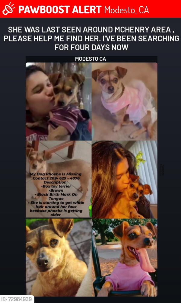 Lost Female Dog last seen McHenry , Modesto, CA 95350