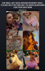 Lost Female Dog last seen McHenry , Modesto, CA 95350
