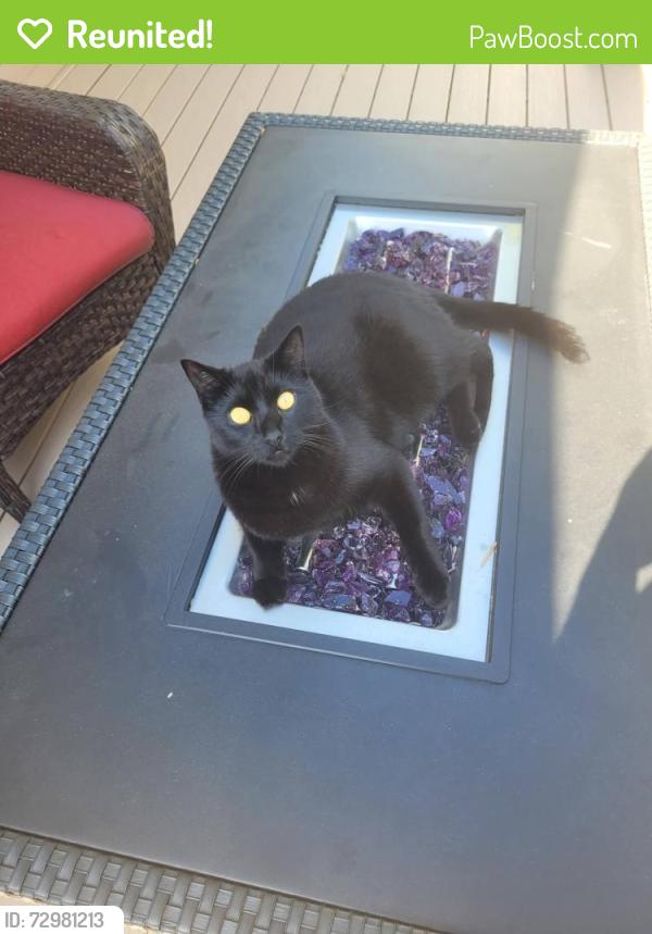 Reunited Male Cat last seen Evergreen Dr, near Echo Park Elementary, Burnsville, MN 55337