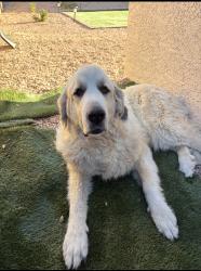 Reunited Male Dog last seen Near S 83rd Ave, Phoenix, AZ 85043, USA, Phoenix, AZ 85043