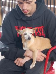 Reunited Male Dog last seen N Beard and independence , Shawnee, OK 74801