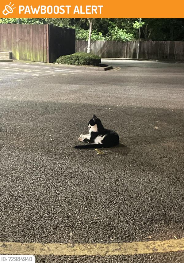 Found/Stray Unknown Cat last seen The gym , Surrey, England GU1 1BA