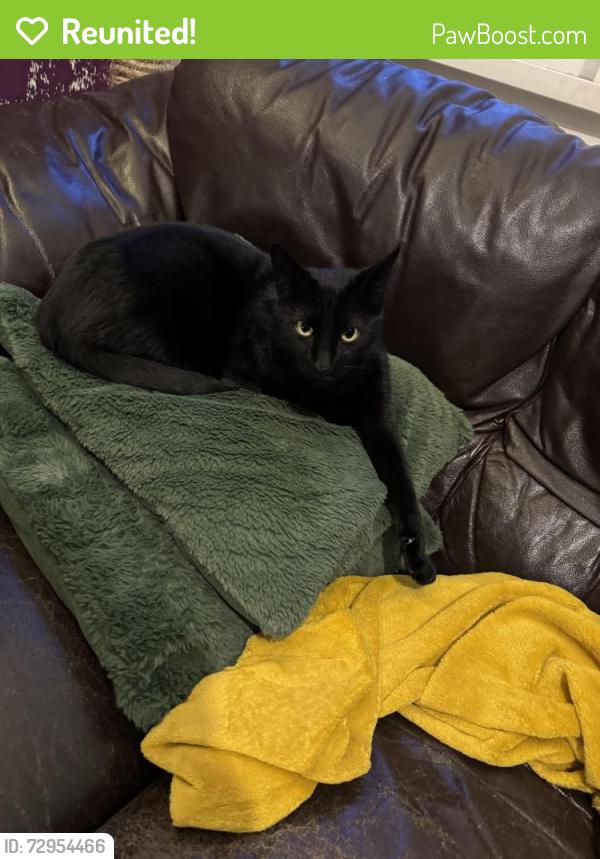 Reunited Male Cat last seen Fosse Road North, Bosworth Street, Leicester, England LE3 5SA