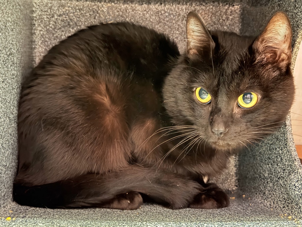 Shelter Stray Male Cat last seen Near W 43 Street, NEW YORK, NY, 10036, 326 E 110th St, New York, NY 10029, USA