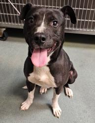 Shelter Stray Male Dog last seen Bethel Road, RALEIGH, NC, 27610, Raleigh, NC 27610