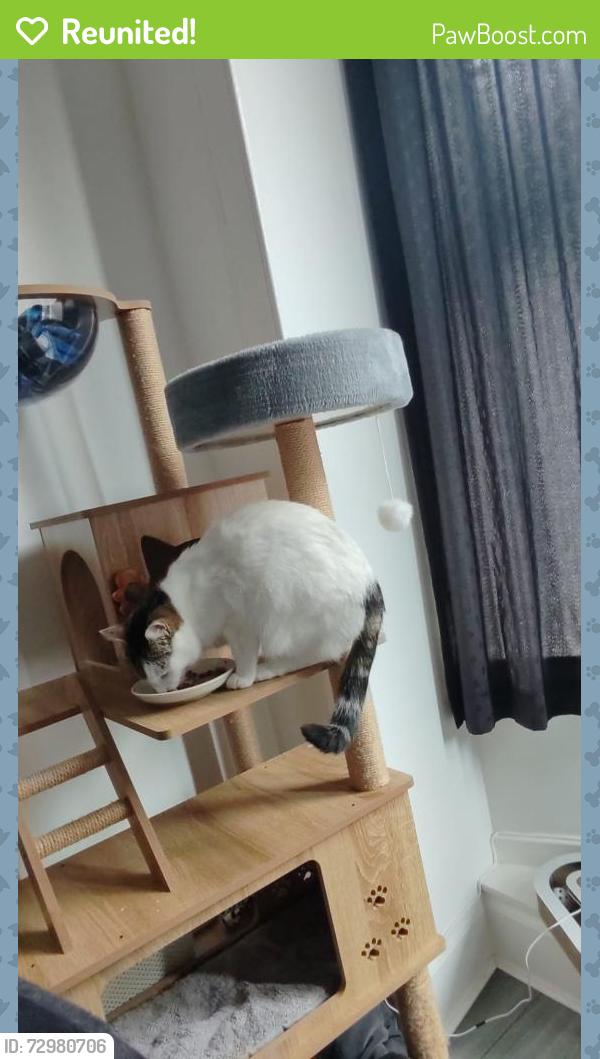 Reunited Female Cat last seen Garscube road, Glasgow City, Scotland G20 7HS