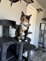 Lost Female Cat last seen 22nd st, Georgetown, TX 78626