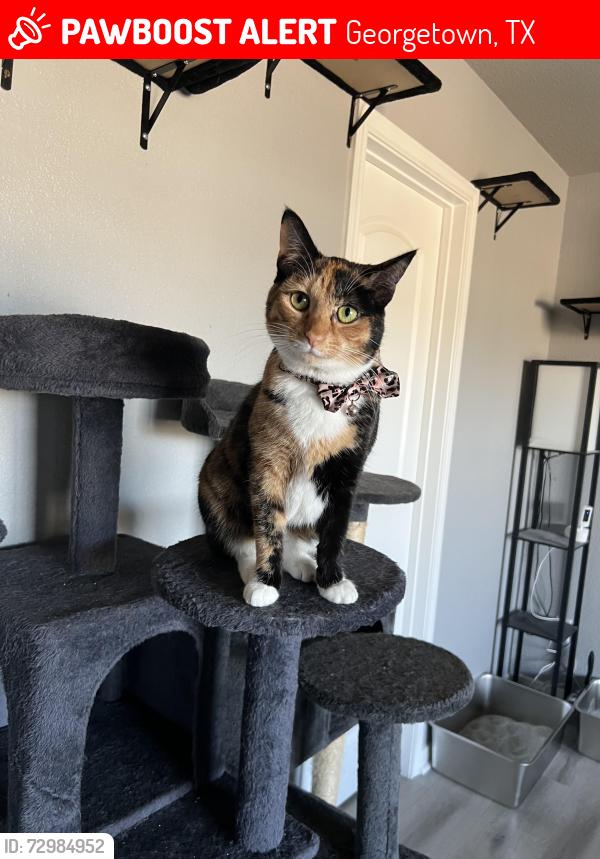 Lost Female Cat last seen 22nd st, Georgetown, TX 78626