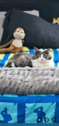 Reunited Male Cat last seen Terre Creek apmts , Ramona, CA 92065