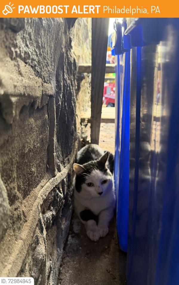 Found/Stray Unknown Cat last seen 48th near Larchwood, Philadelphia, PA 19143