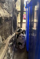 Found/Stray Unknown Cat last seen 48th near Larchwood, Philadelphia, PA 19143