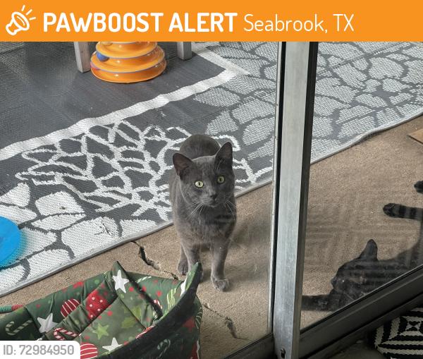 Found/Stray Male Cat last seen S Heron Dr, Seabrook, TX 77586