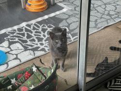 Found/Stray Male Cat last seen S Heron Dr, Seabrook, TX 77586