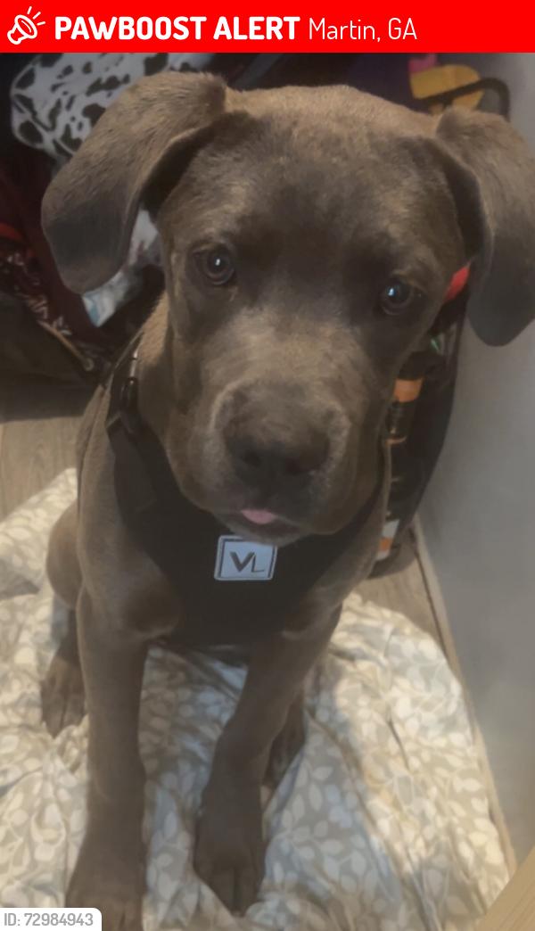 Lost Female Dog last seen Hurricane grove rd. Hwy 17, Martin, GA 30557