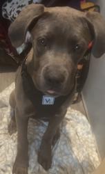 Lost Female Dog last seen Hurricane grove rd. Hwy 17, Martin, GA 30557
