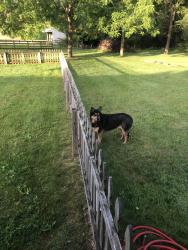 Found/Stray Unknown Dog last seen Waldo Fulton Road 1/2 mile east of art. 98, Waldo, OH 43356