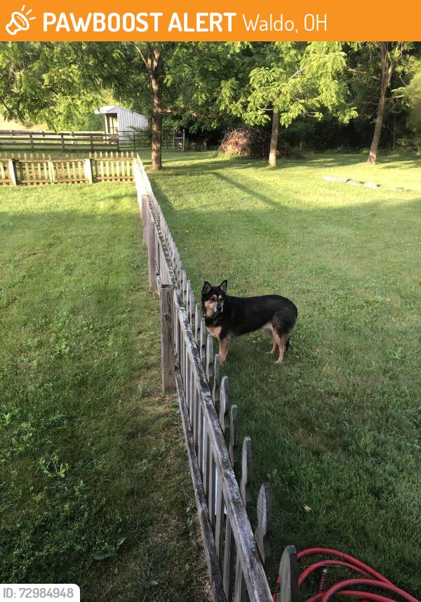 Found/Stray Unknown Dog last seen Waldo Fulton Road 1/2 mile east of art. 98, Waldo, OH 43356