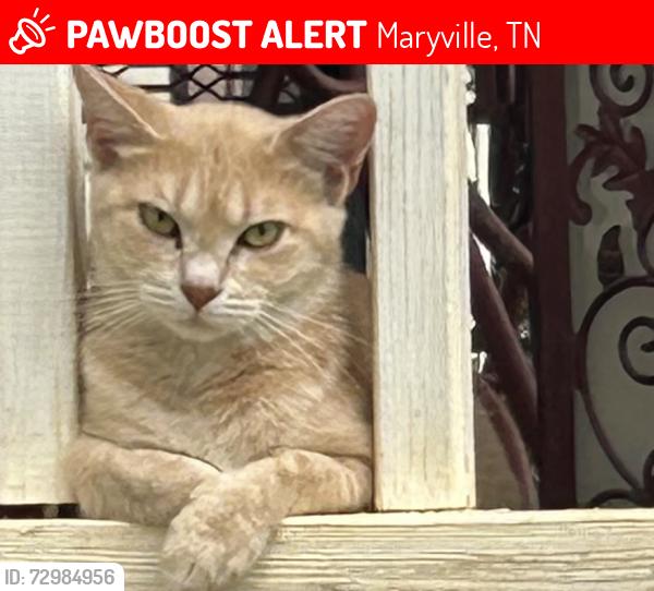 Lost Female Cat last seen Near Colleen court , Maryville, TN 37801