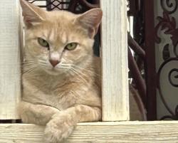 Lost Female Cat last seen Near Colleen court , Maryville, TN 37801