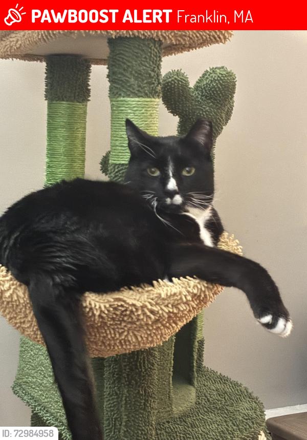 Lost Male Cat last seen Old Populatic st, Franklin, MA 02038