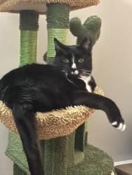 Lost Male Cat last seen Old Populatic st, Franklin, MA 02038
