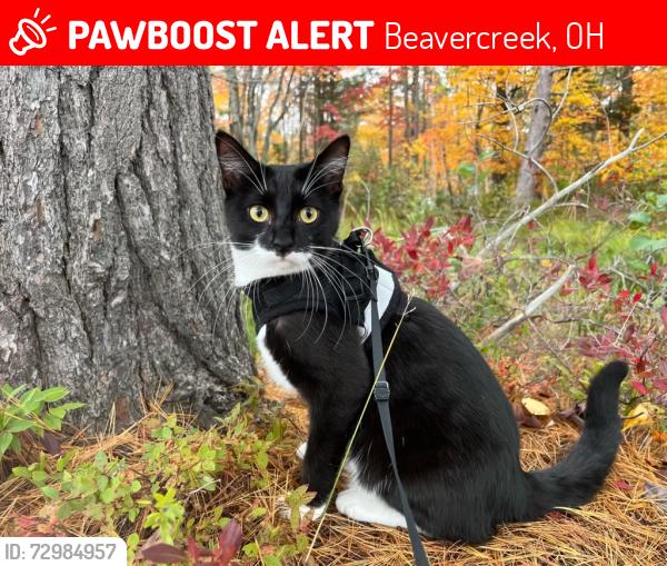 Lost Male Cat last seen cinnamon ridge cndmniums, backyard, Beavercreek, OH 45430