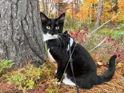 Reunited Male Cat last seen cinnamon ridge cndmniums, backyard, Beavercreek, OH 45430