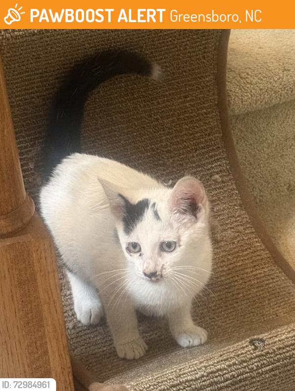 Found/Stray Unknown Cat last seen Country Woods Ln. Fleming Rd, Greensboro, NC 27410
