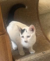 Found/Stray Unknown Cat last seen Country Woods Ln. Fleming Rd, Greensboro, NC 27410