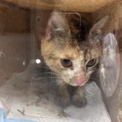 Shelter Stray Female Cat last seen , Philadelphia, PA 19140