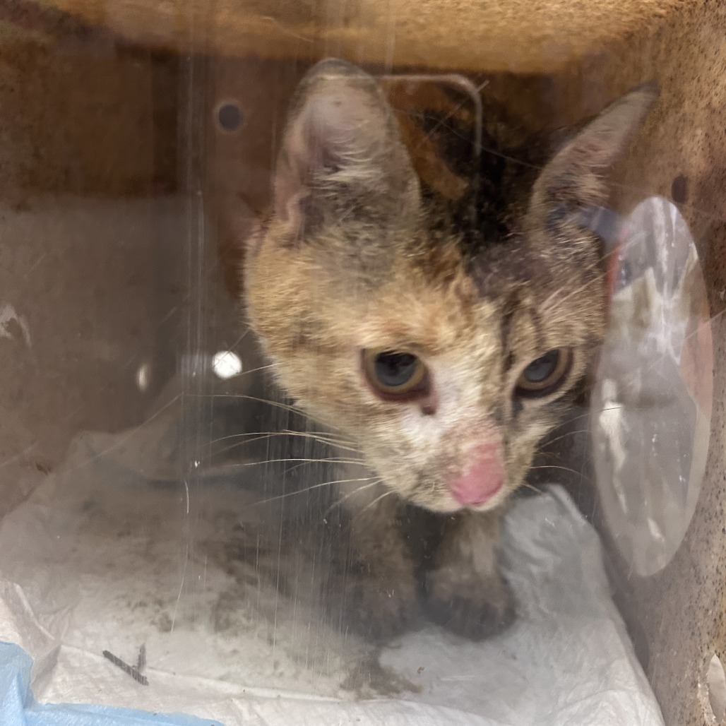 Shelter Stray Female Cat last seen , Philadelphia, PA 19140