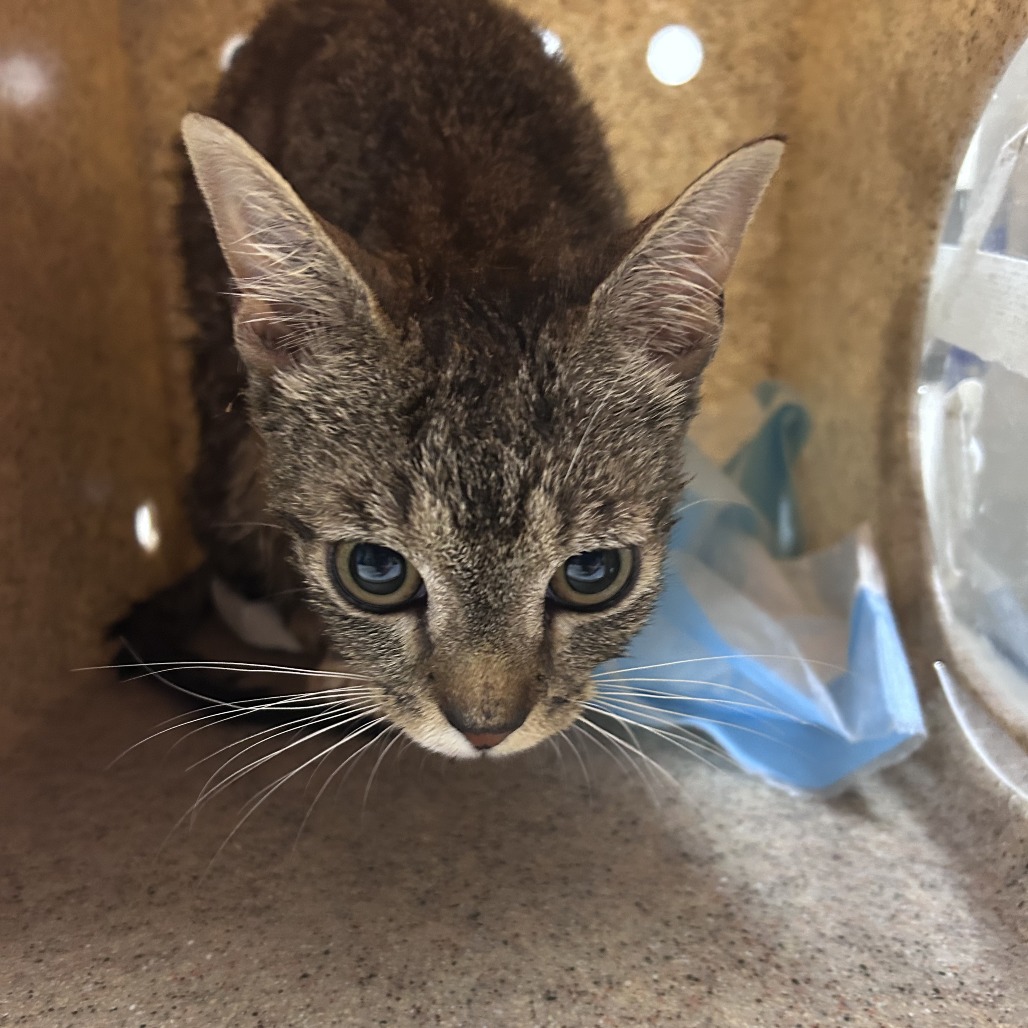 Shelter Stray Unknown Cat last seen , Philadelphia, PA 19140