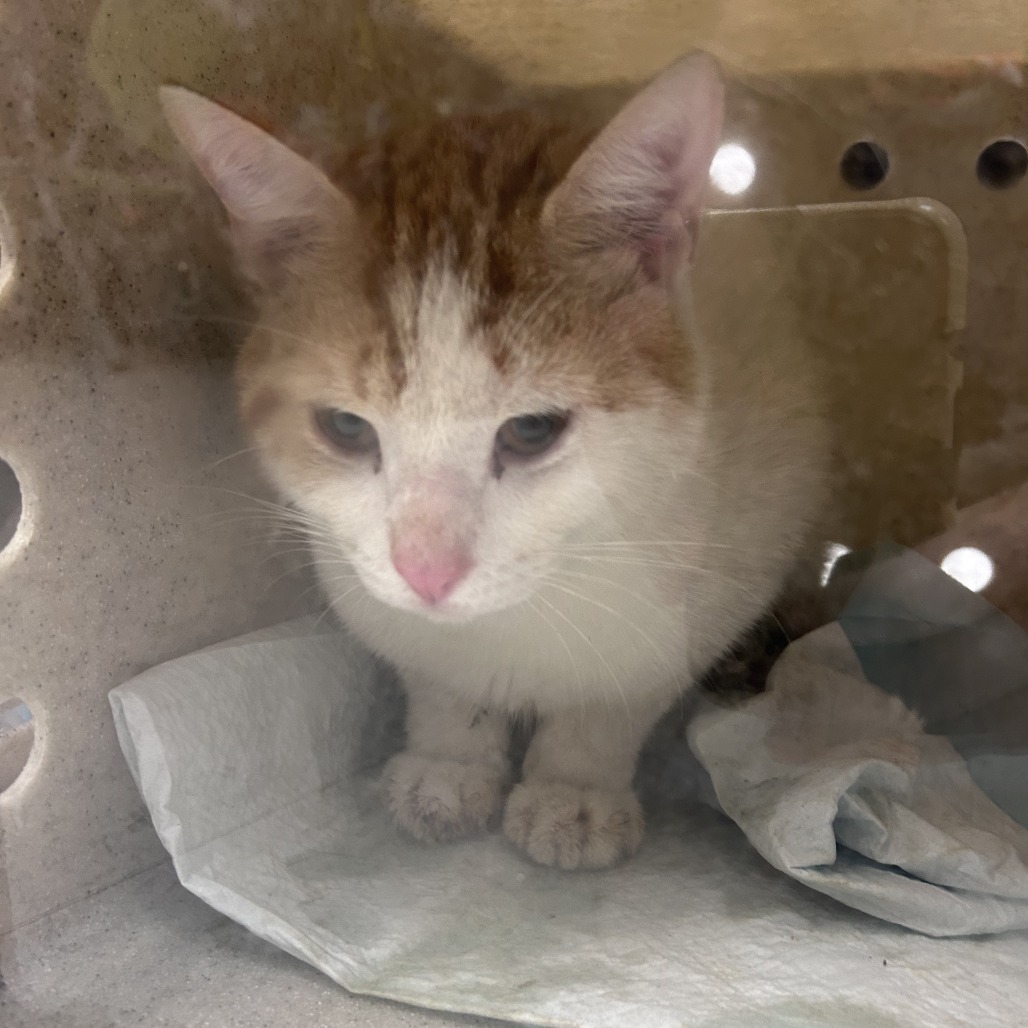 Shelter Stray Male Cat last seen , Philadelphia, PA 19140