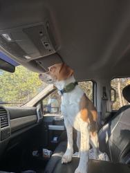 Reunited Male Dog last seen Falls lake near Pleasant union church rd, Raleigh, NC 27613