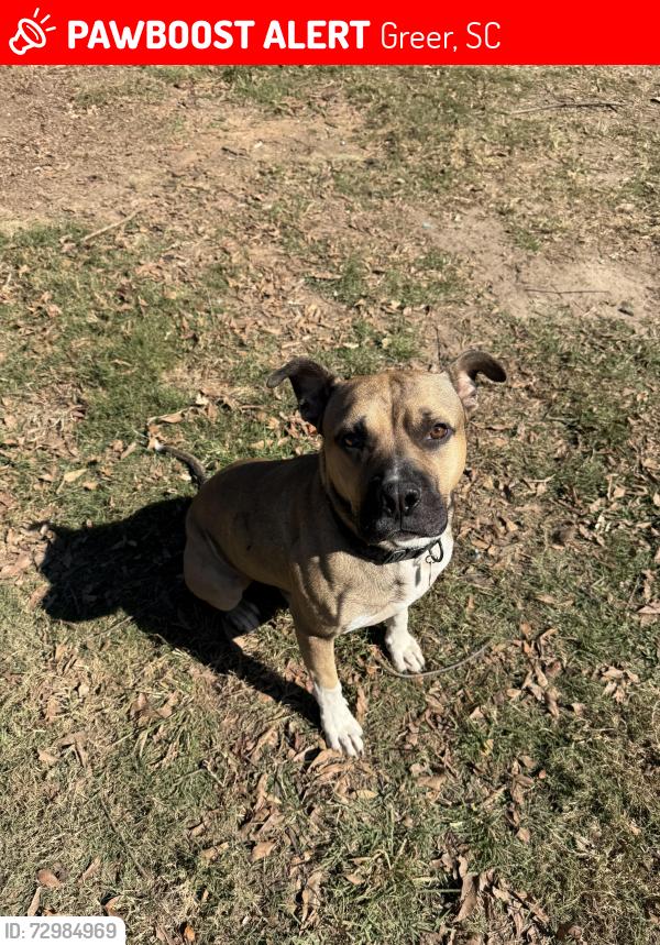 Lost Male Dog last seen Cpw , Greer, SC 29650