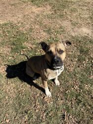 Lost Male Dog last seen Cpw , Greer, SC 29650