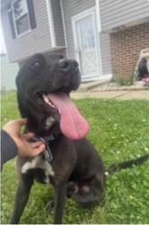 Reunited Female Dog last seen Bridgeport, Indianapolis, IN 46234