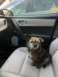 Reunited Female Dog last seen Burnett ferry and Robinson ave sw, Rome, GA 30165